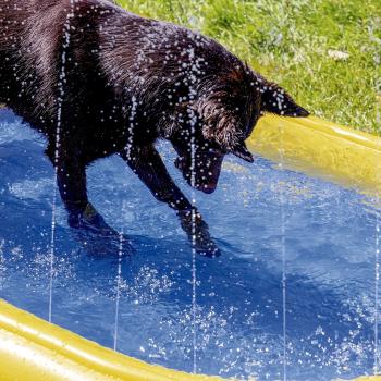 Hundepool Palmy - aufblasbares Planschbecken für Hunde mit Sprinkler, ideale Abkühklung für den Sommer